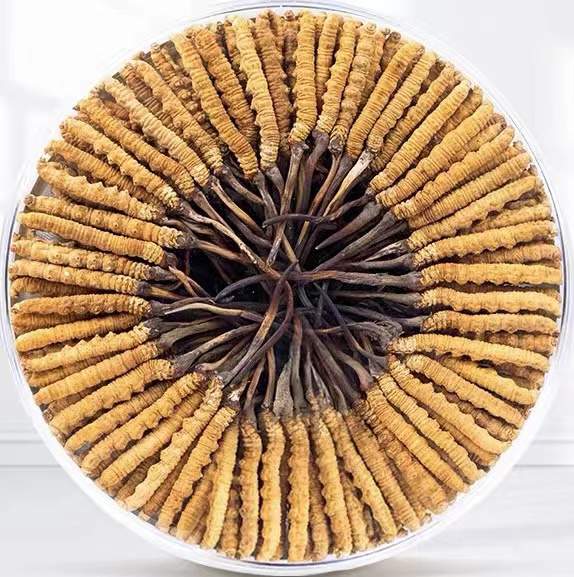 独山子冬虫夏草回收